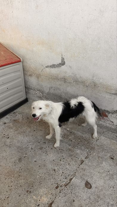 Cadelas porte médio