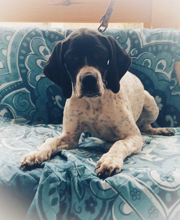 Pointer, piękna suczka- wyżeł angielski FCI