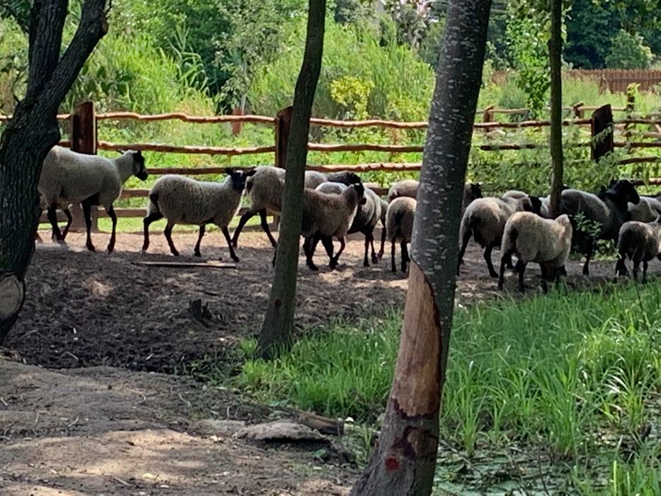 Барашки романівської породи