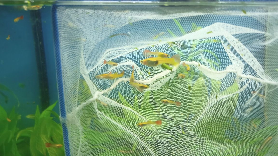 Lindos Guppies Red Blonde