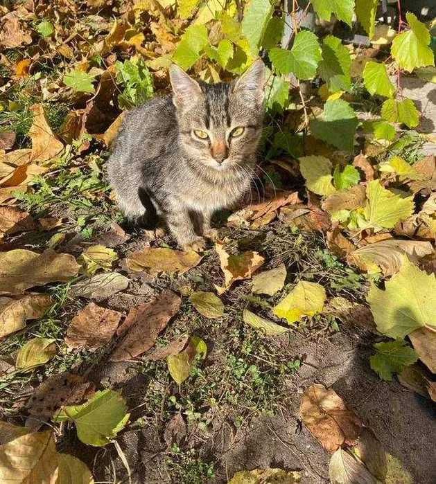 Маленький котик Тигрик має мати шанс знайти свою родину (кошеня, коти)