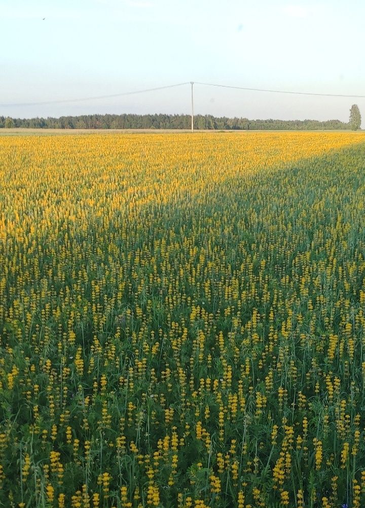 Łubin Żółty Słodki szerokolistny Wyka poplon