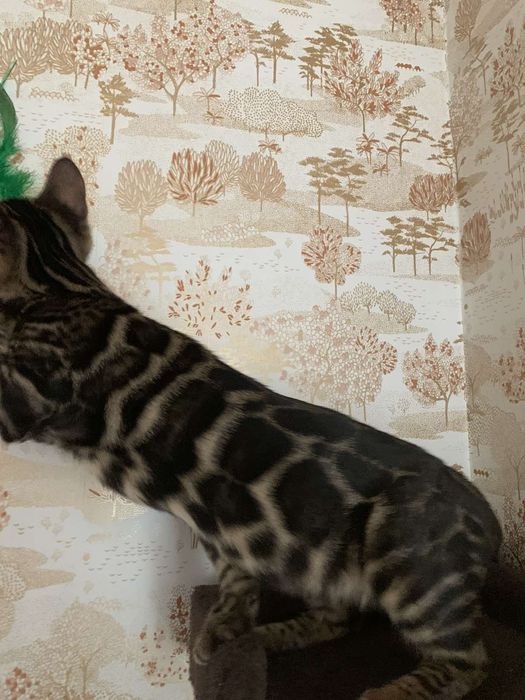 Шикарный бенгальский котик