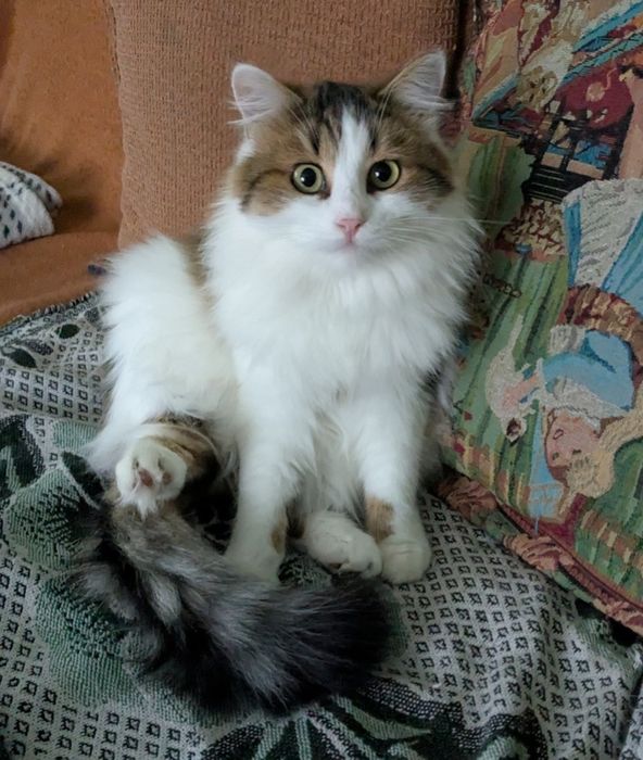 Фицпатрик для любящих заботливых отличный компаньон