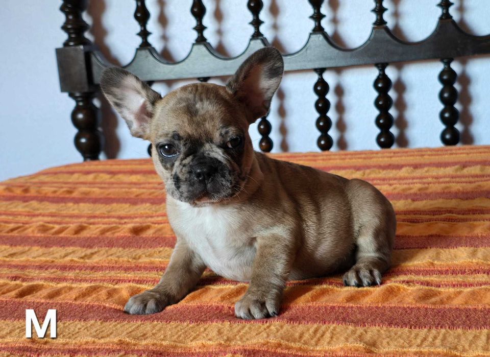 Bulldog francês disponivel