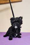 Yorkshire terrier- ciemny chłopczyk