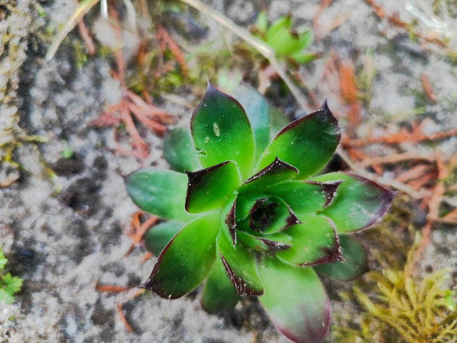 Piękne kwiaty mrozoodporne rojniki