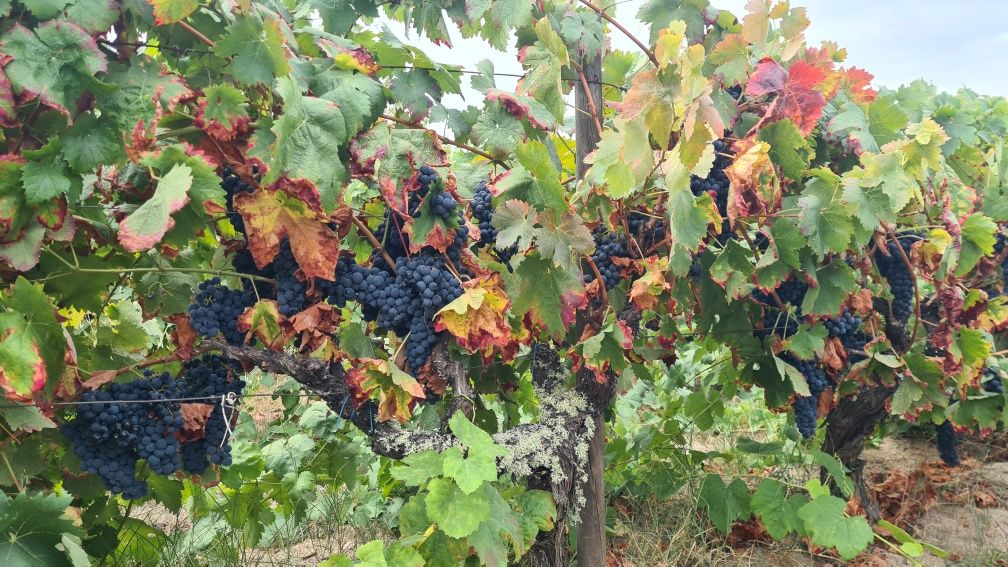 Uvas Tintas  VQPRD
