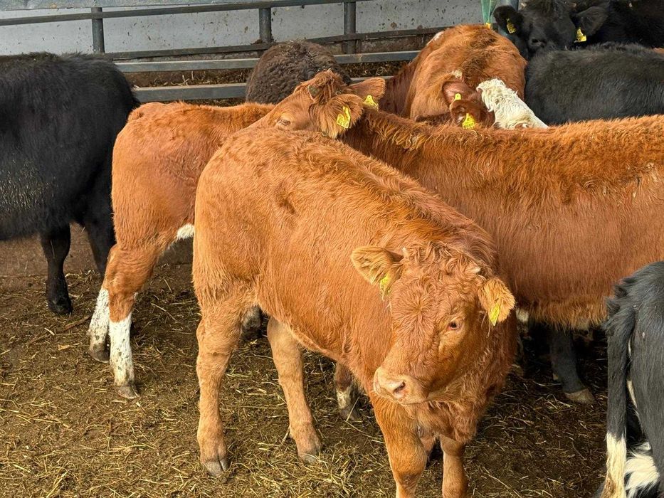 Jałowki limousine i mieszance