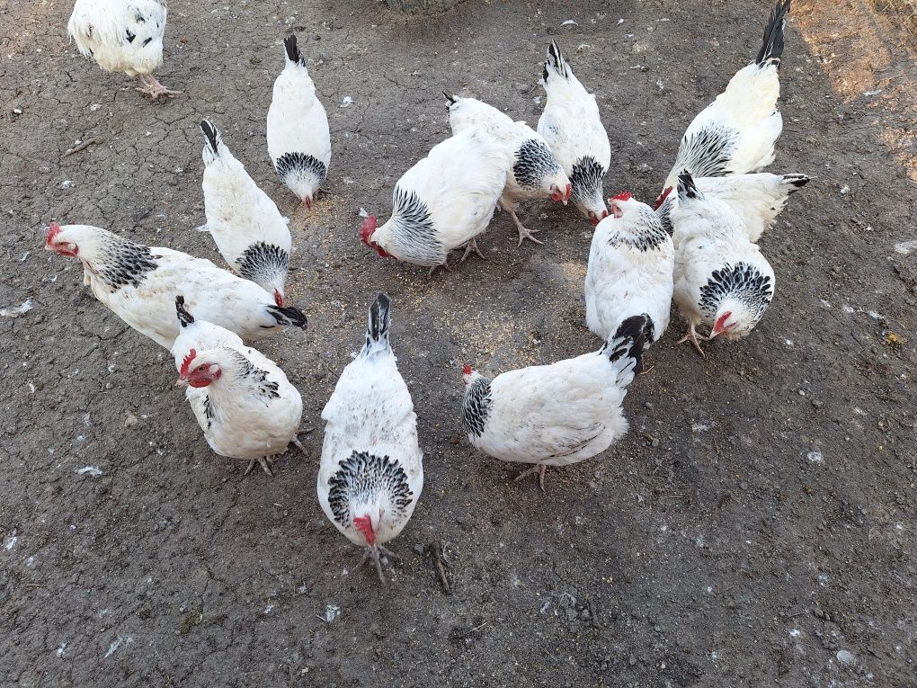 Jaja legowe zielononóżki, leghorn,dominant blue,rosa,sussex,karmazyn,