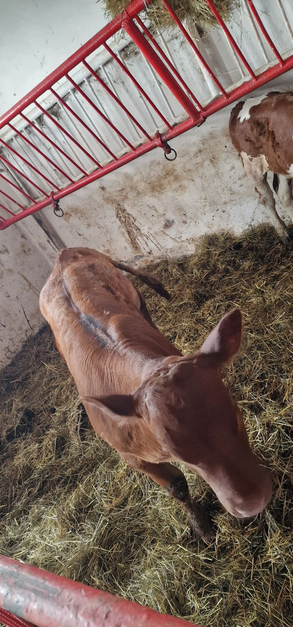 Sprzedam 5 jałówek 1 byk charolaise limuze
