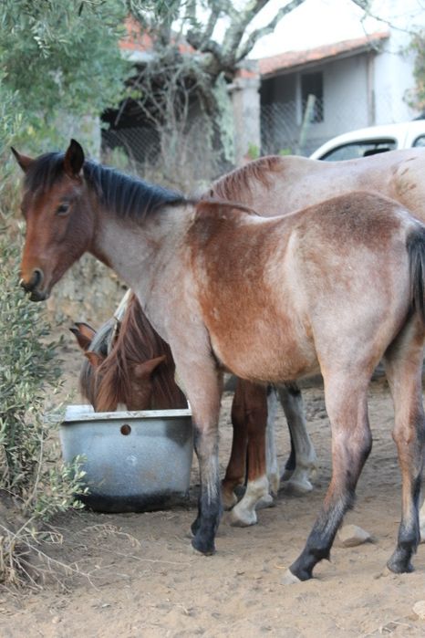 Vendo poldro/ poldras
