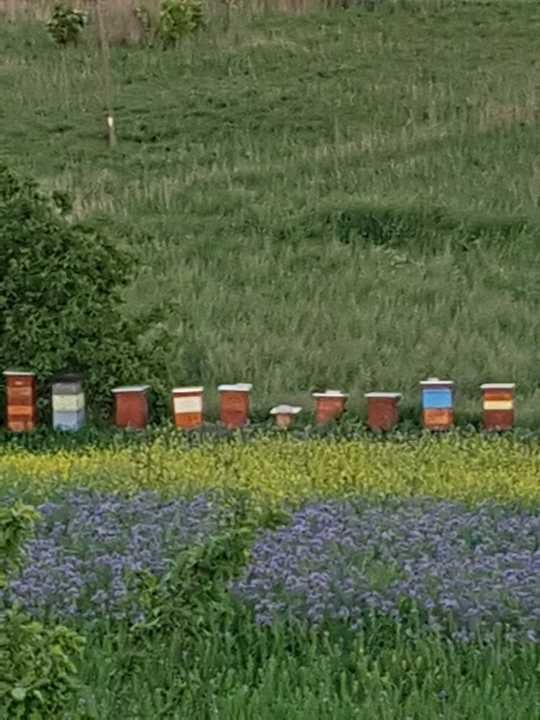 Miód i pyłek  pszczeli z własnej pasieki, tegoroczny