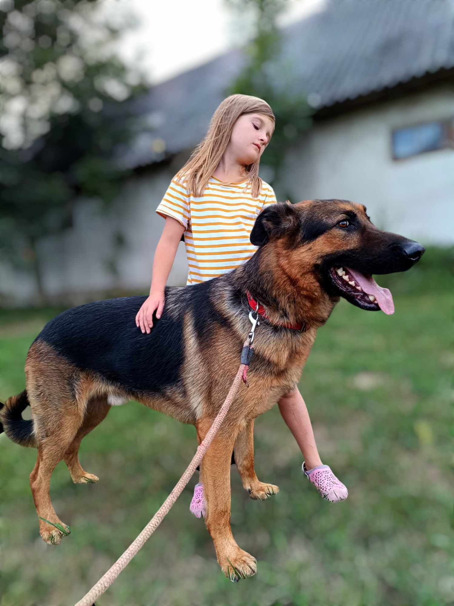 Max, dwuletni psiak w typie owczarka niemieckiego szuka domu.