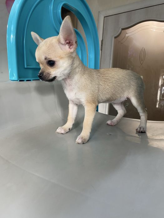 Дівчинка чіхуахуа