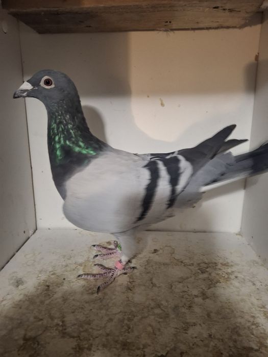 Oddam golebie pocztowe 6szt.