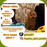 Baby Face !дівчинка ексклюзивної породи - мальтіпу ф2.