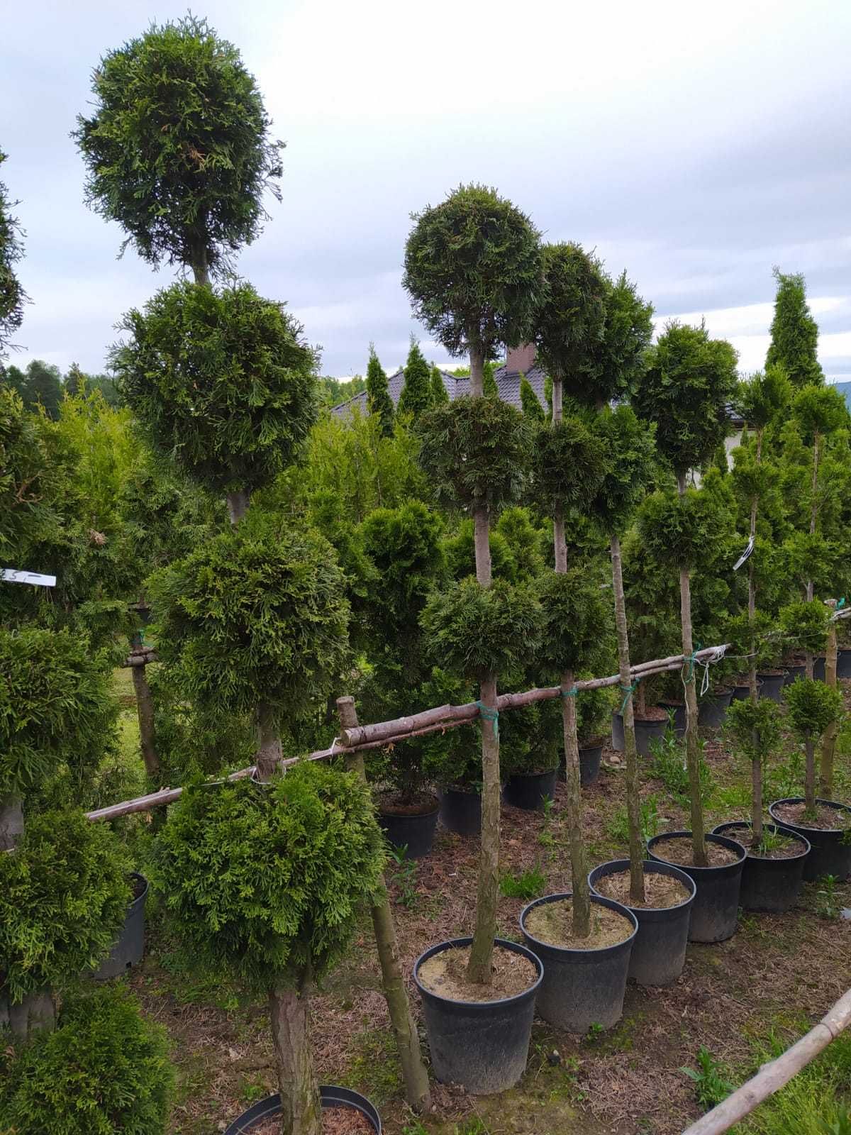 Krzewy ozdobne, thuje, tuja na pniu formowana na bonsai - 5 kulek