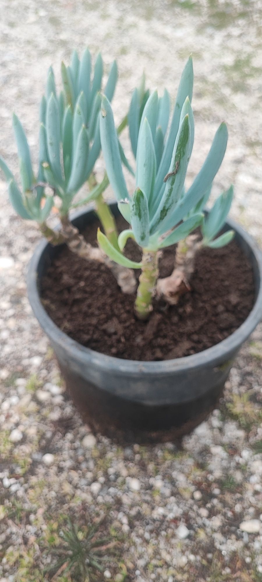 Planta suculenta