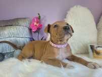 Cudowna suczka Amstaff!