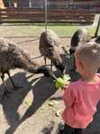 Sprzedam Emu  i Nandu