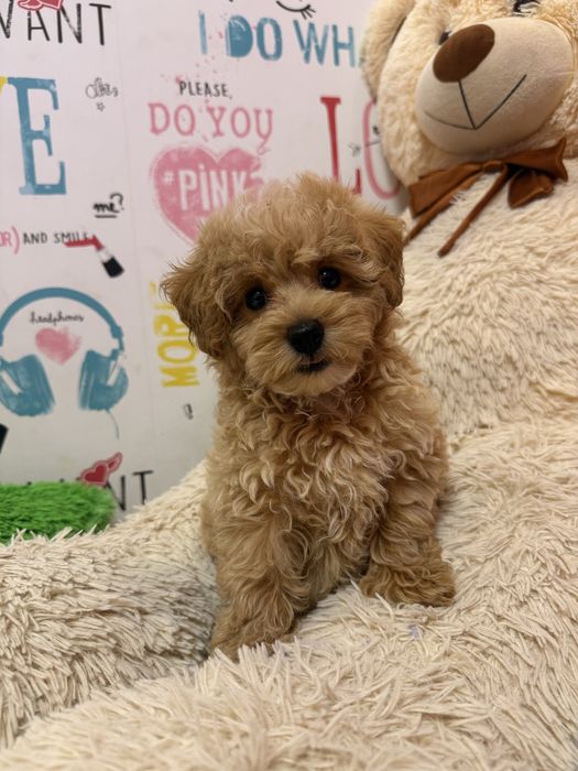 Хлопчик Мальтипу f 2