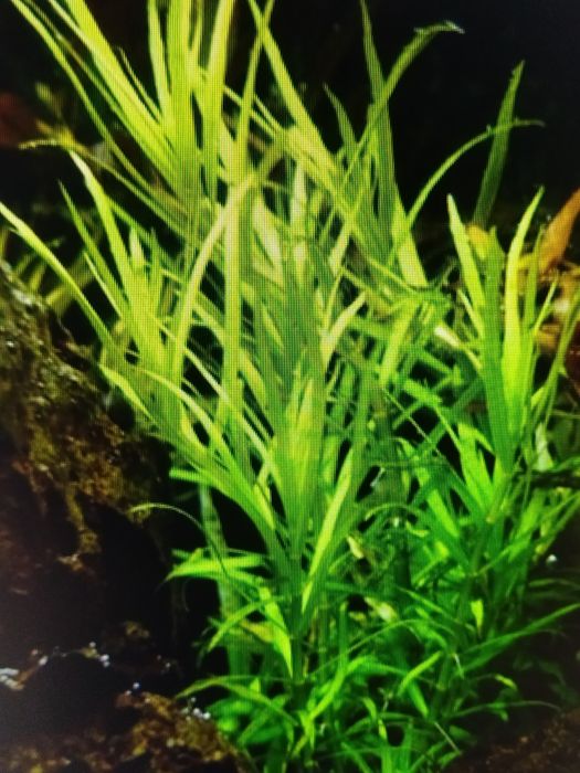 Pogostemon Yatabeanus sadzonka