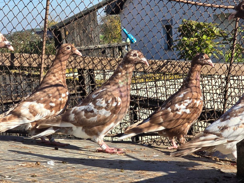 Mulemansy z tego roku piękne