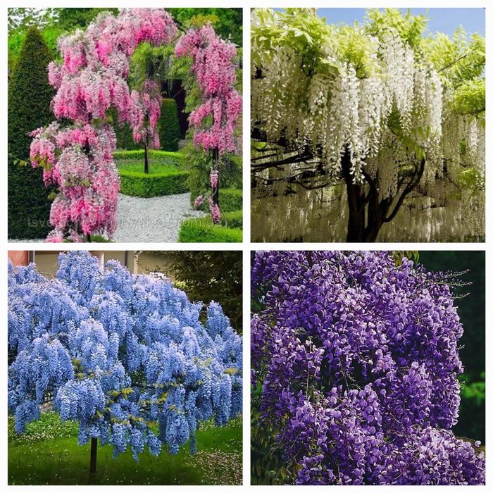 Гліцинія   біла, розова, фіолетова, сіреневая.