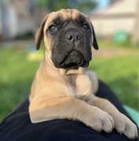 Szczenię suczka Cane Corso