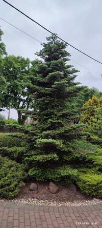 Jodła kaukaska - duże drzewo