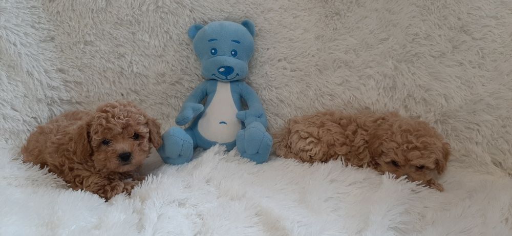 Bichpoo Maltipoo Poochon Pudelek
