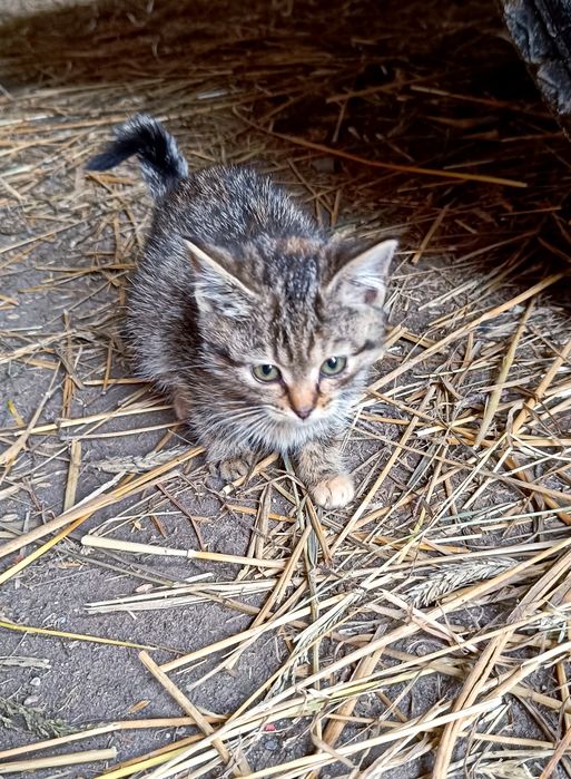 Oddam kotki w dobre ręce