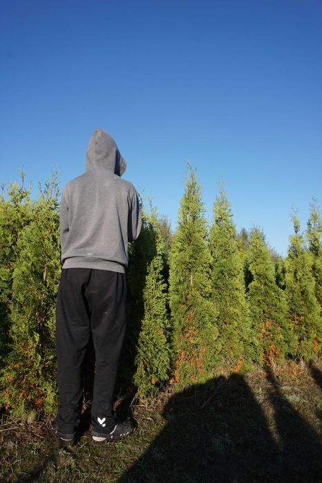 180cm _‼️_ thuja COLUMNA _‼️_ tuja kolumnowa szpalerowa NIE szmaragd