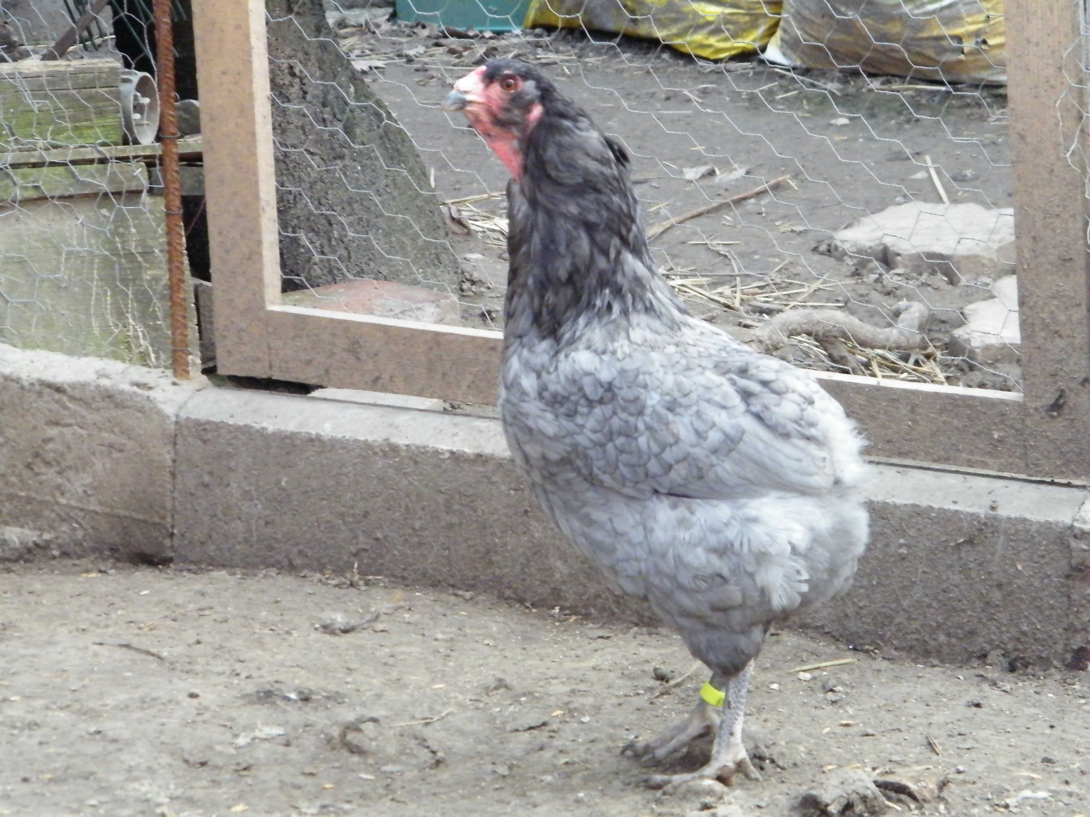 Araucana bezogonowa koguciki
