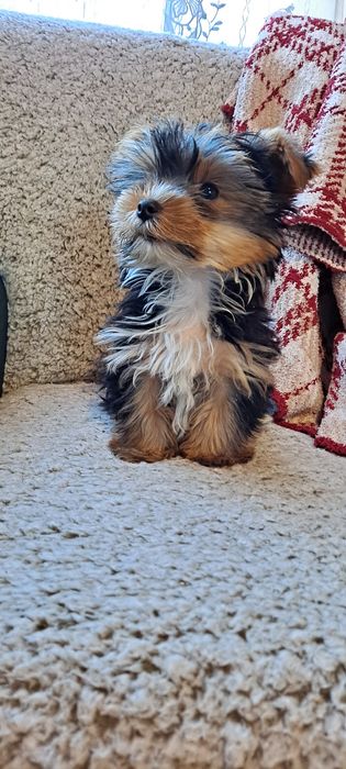 Yorkshire terrier-mini suczka
