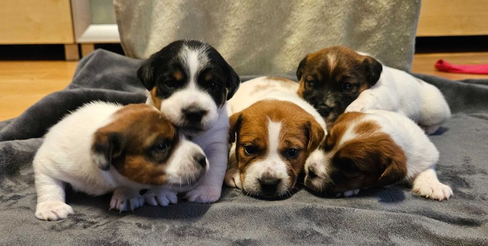 Jack Russell Terrier FCI ZKwP