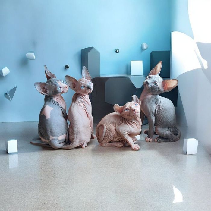 Канадские сфинксы и эльфы