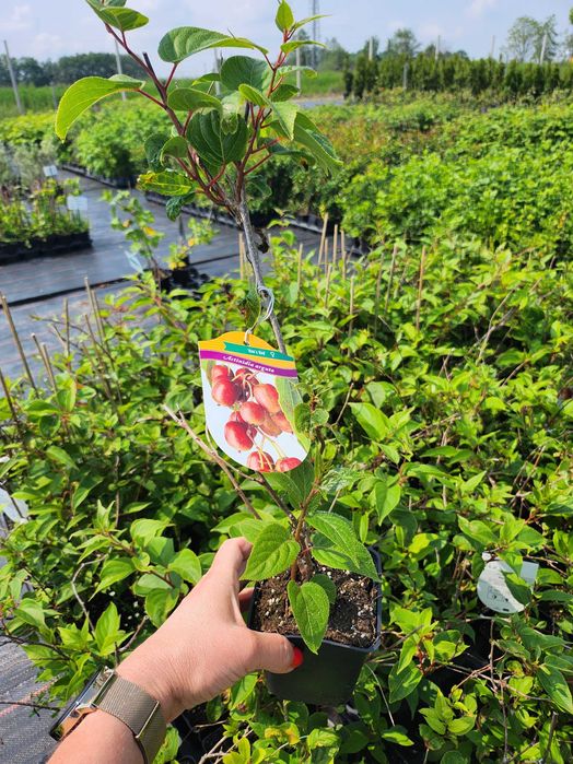 Kiwi, minikiwi actinidia kilka odmian sadzonki