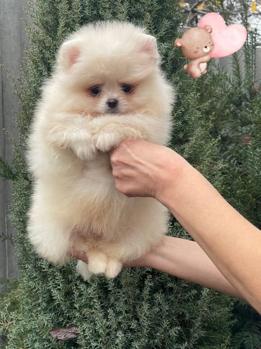 Сладкие бубочки. Мальчик и девочка померанский шпиц!