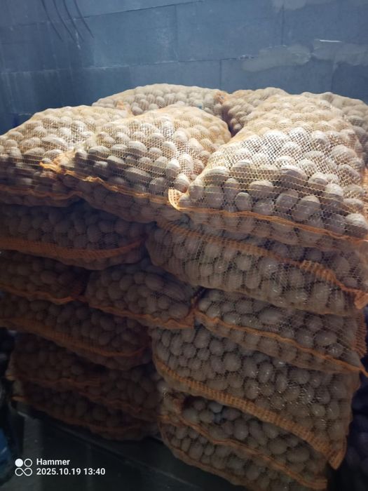 Sadzeniaki ziemniaki Red Sonia