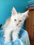 Maine coon kremowa srebrzysta koteczka do hodowli rodowód FPL