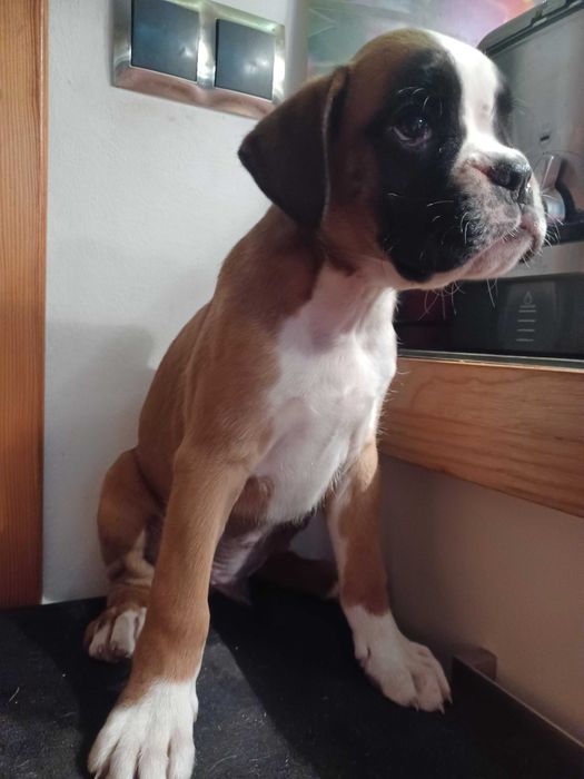 Bokser, boksery piekne szczenię