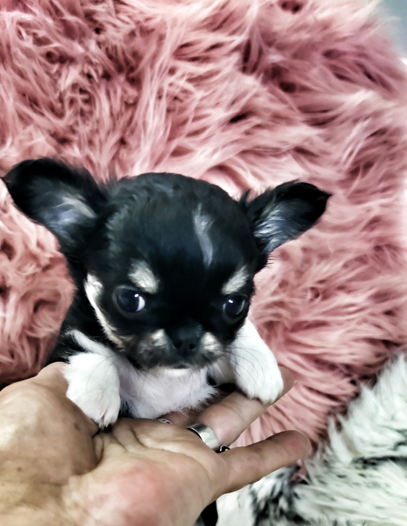*** Mini Dziewynusia Chihuahua *** Gotowa Do Odbioru ***