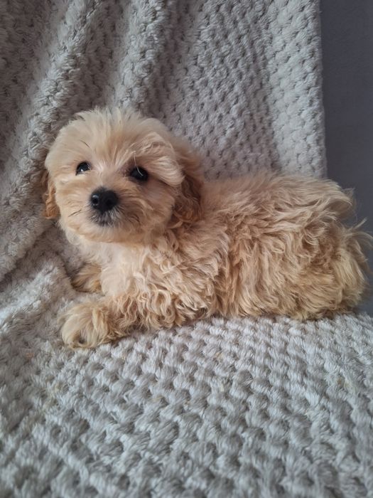 Maltipo-maltanczyk&pudel