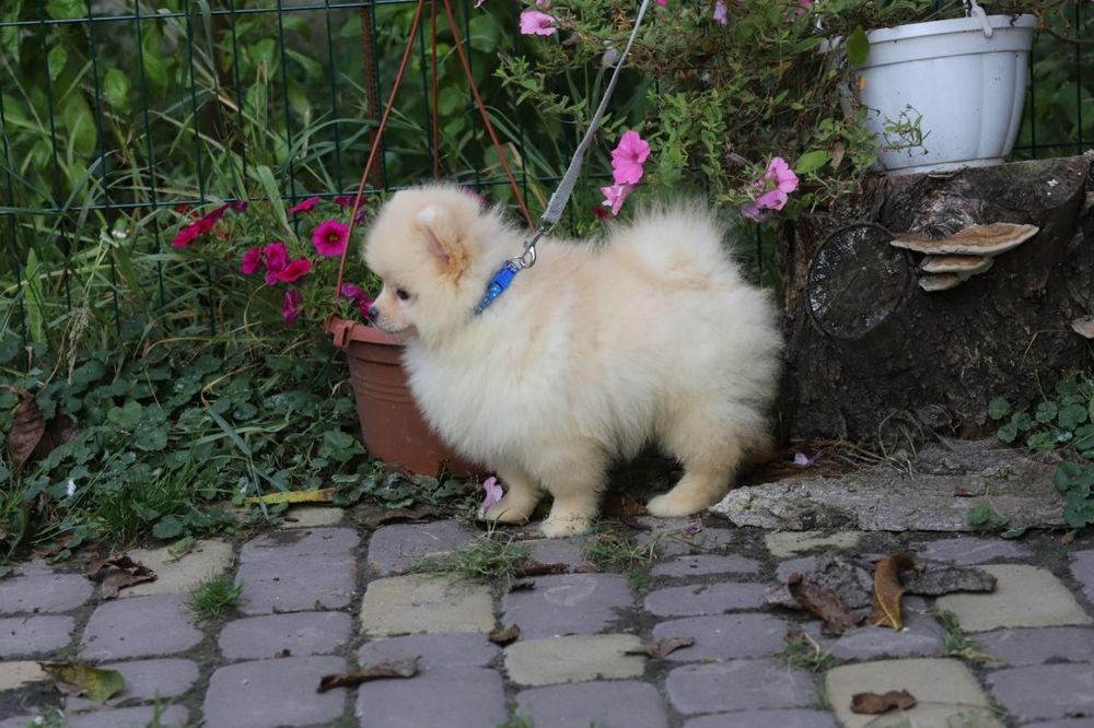 Шпіц хлопчик ведмедик