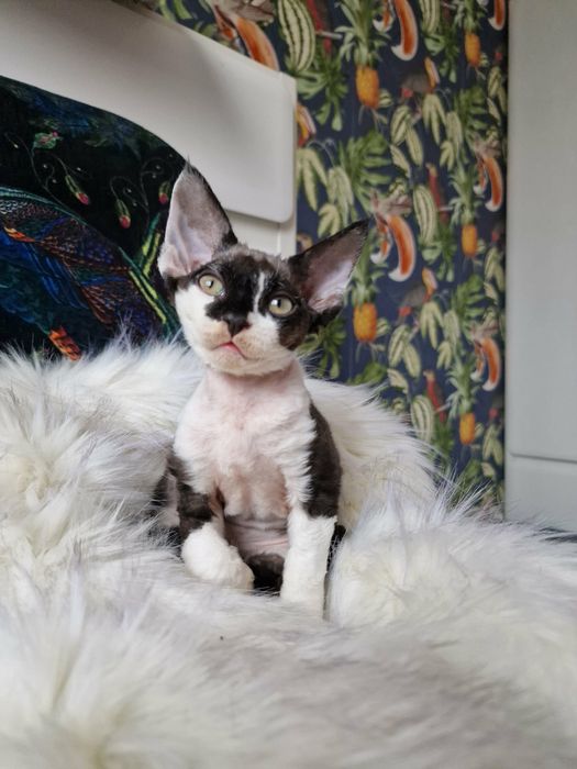 Kotka Devon Rex Ushi