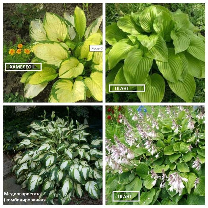 разная хоста: хамелион; медиовариегата (комбинированная):гигант
