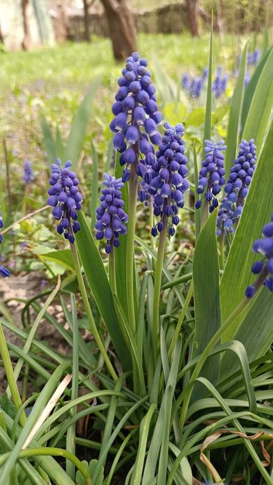 Мускари армянский