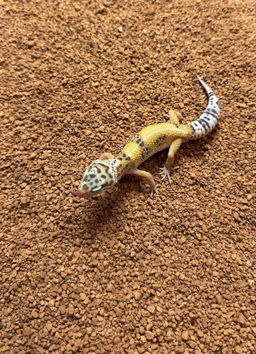 Gekony lamparcie, eublefary, 3-4 miesiace